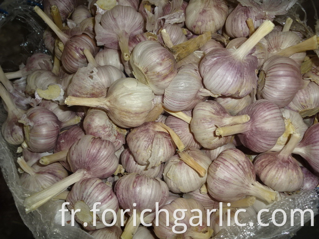 Regular White Garlic